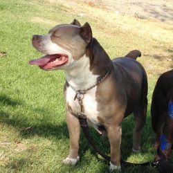 Dog Featured Image