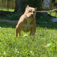 Dog Featured Image