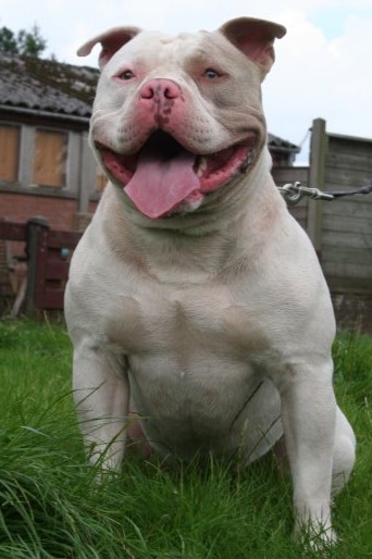 Dog Featured Image