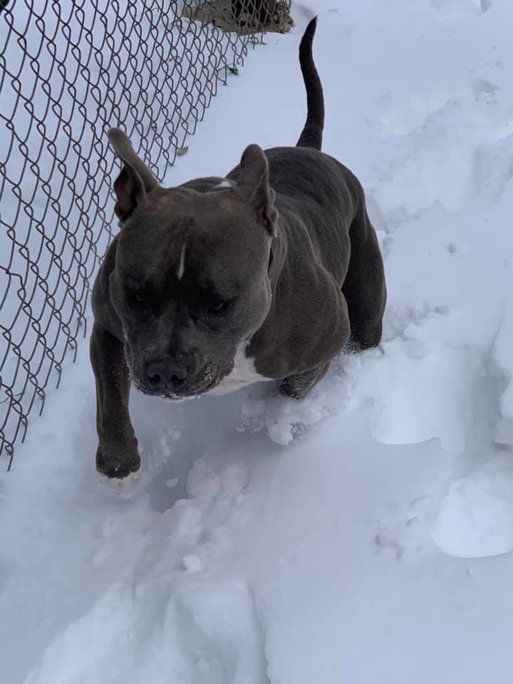Dog Featured Image