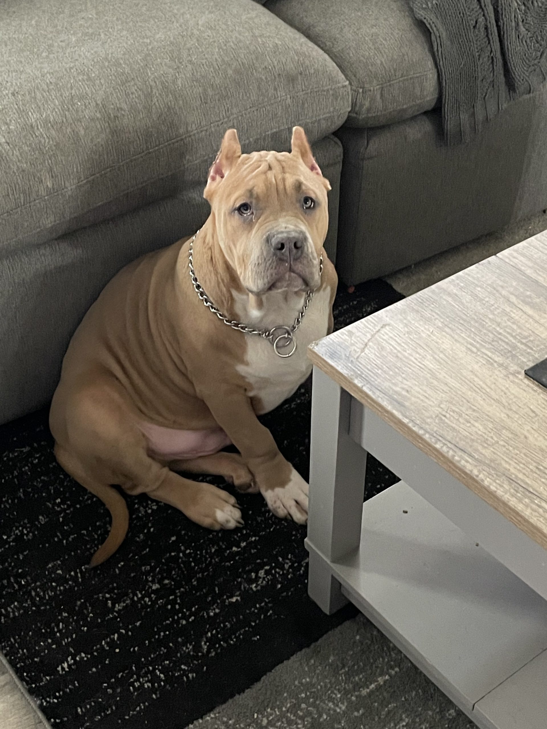 Dog Featured Image