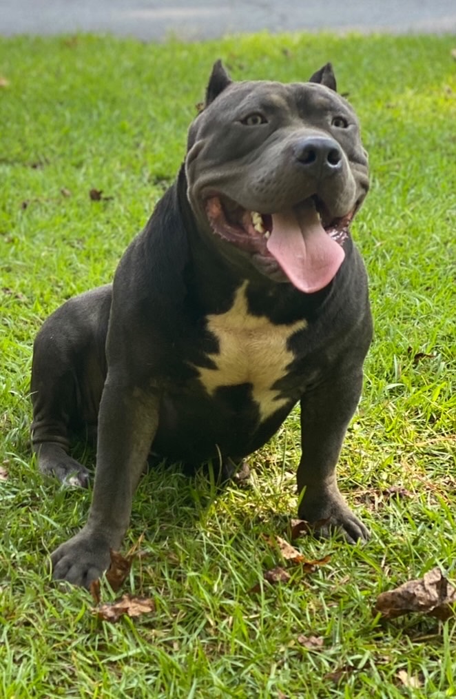 Dog Featured Image