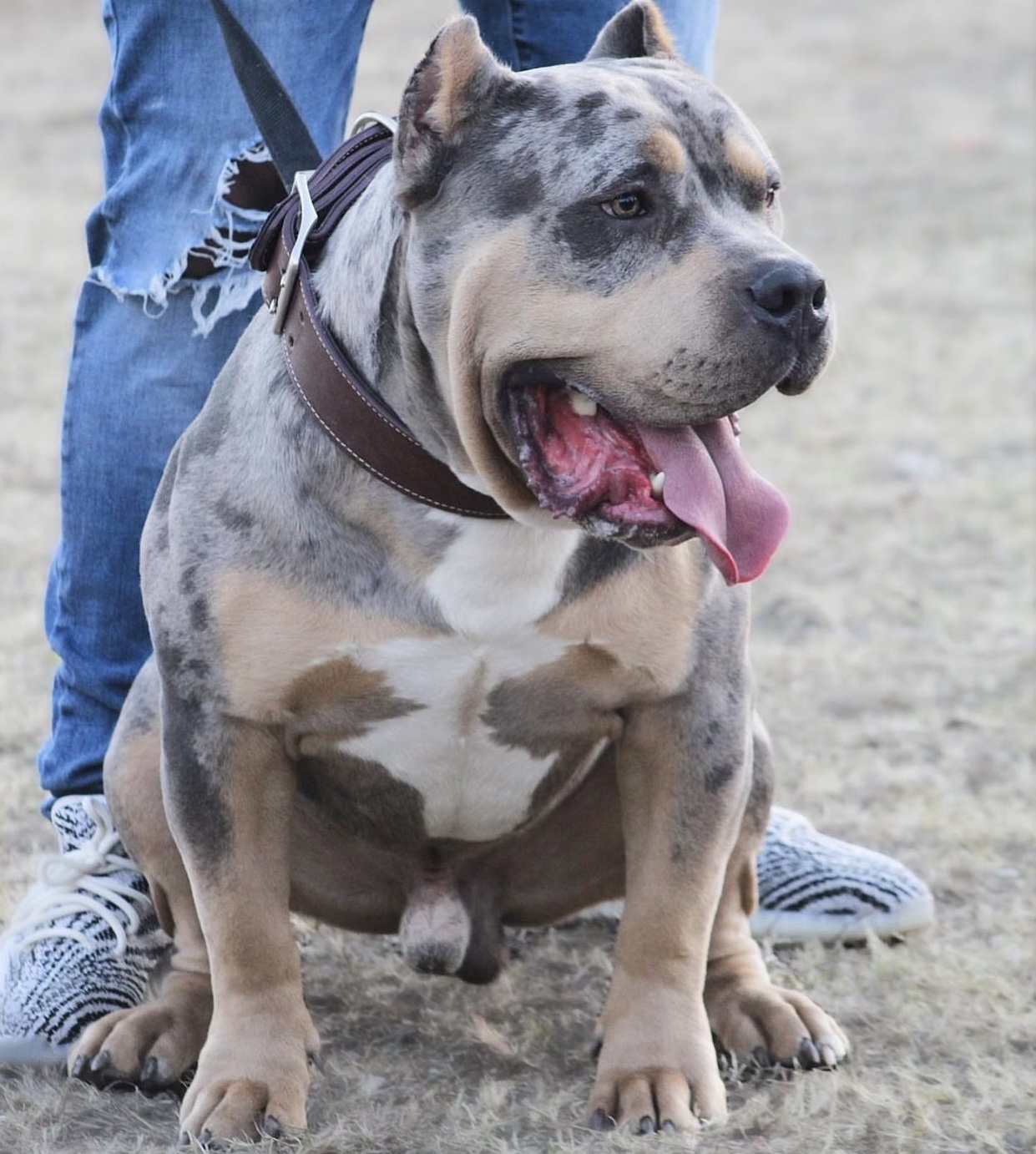 Dog Featured Image