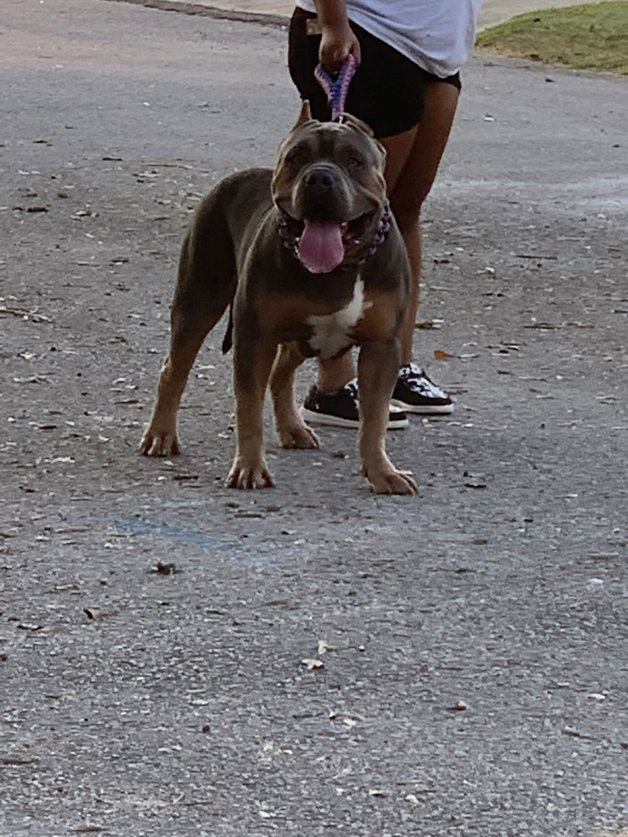 Dog Featured Image