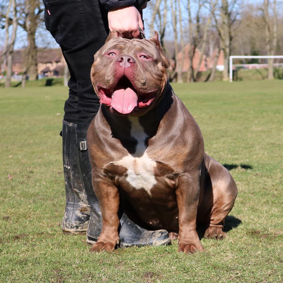 Dog Featured Image