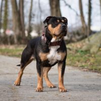 Dog Featured Image