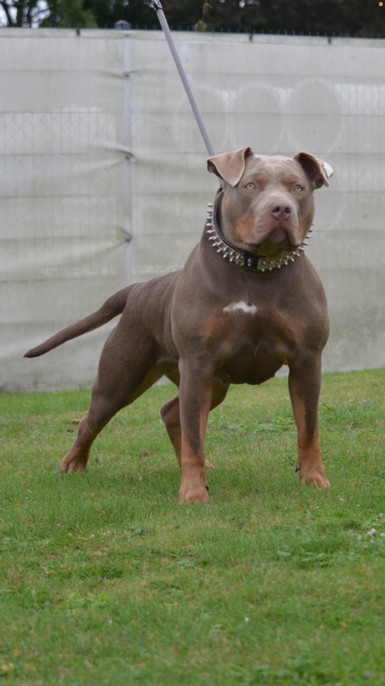 Dog Featured Image