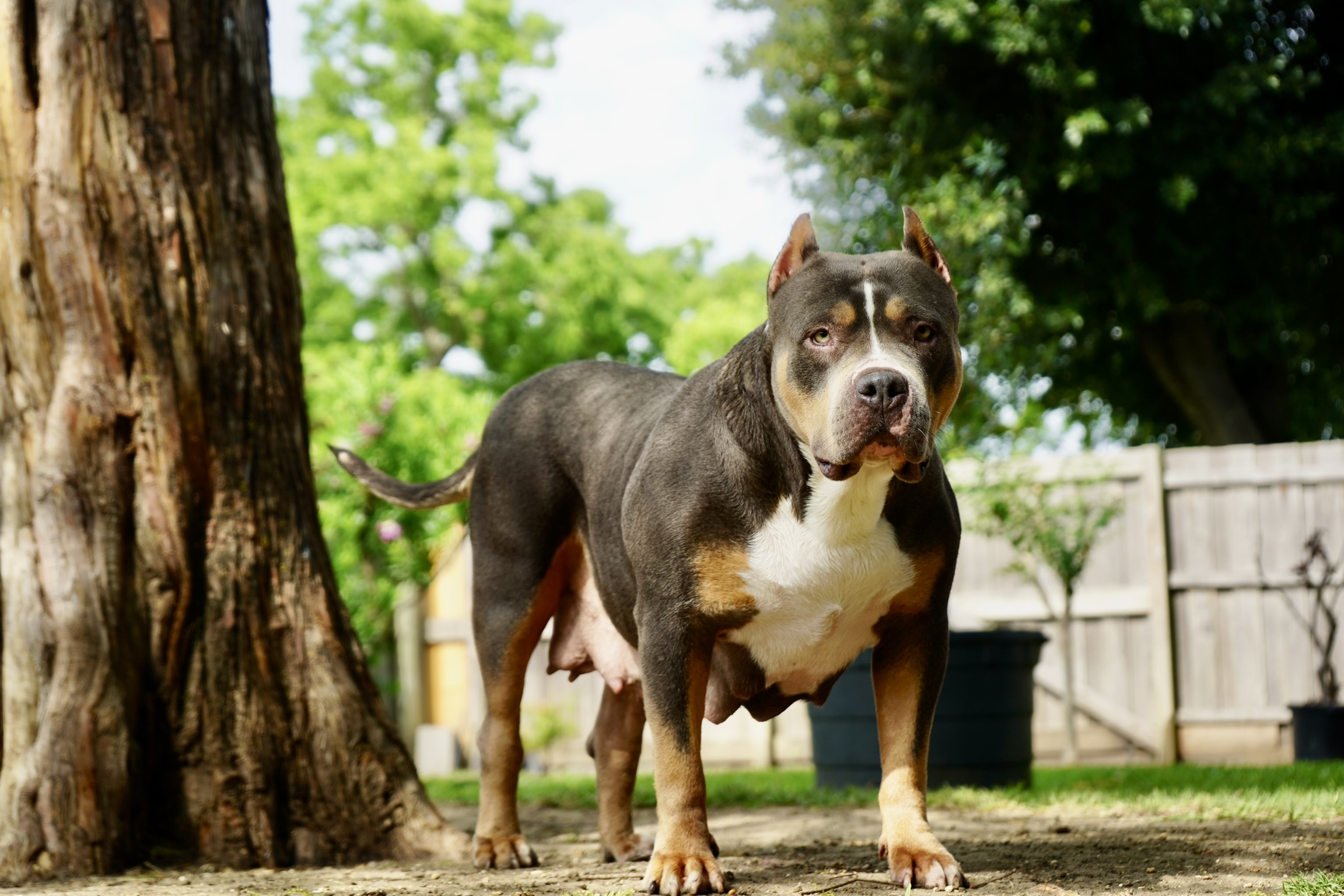 Dog Featured Image