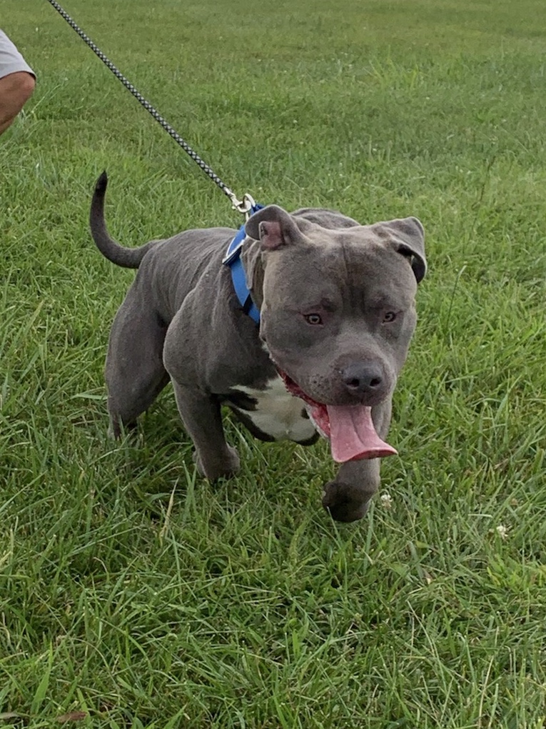 Dog Featured Image