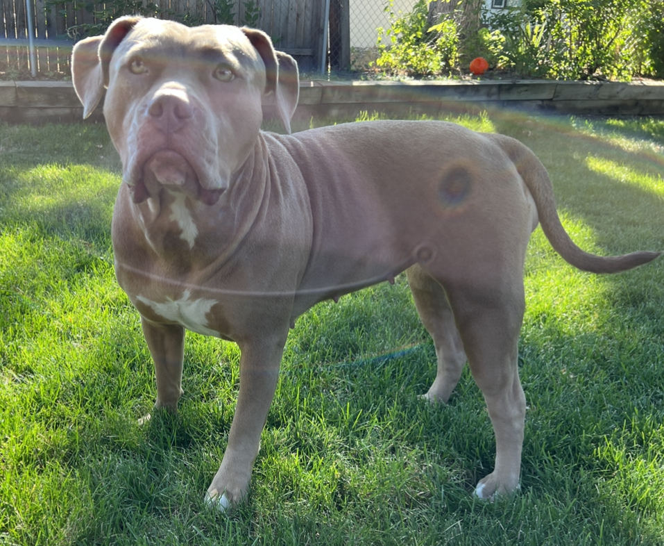 Dog Featured Image