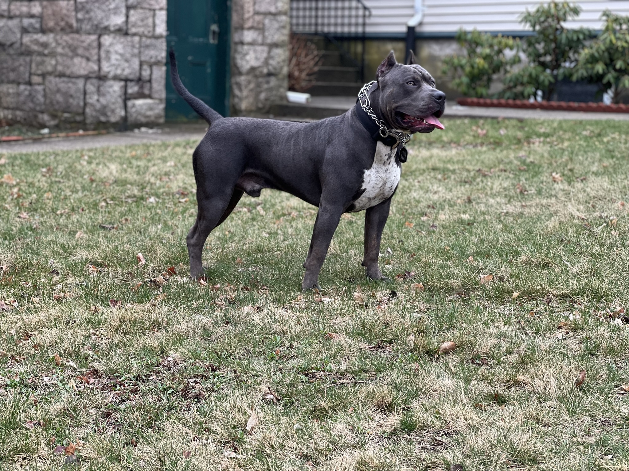 Additional Dog Image