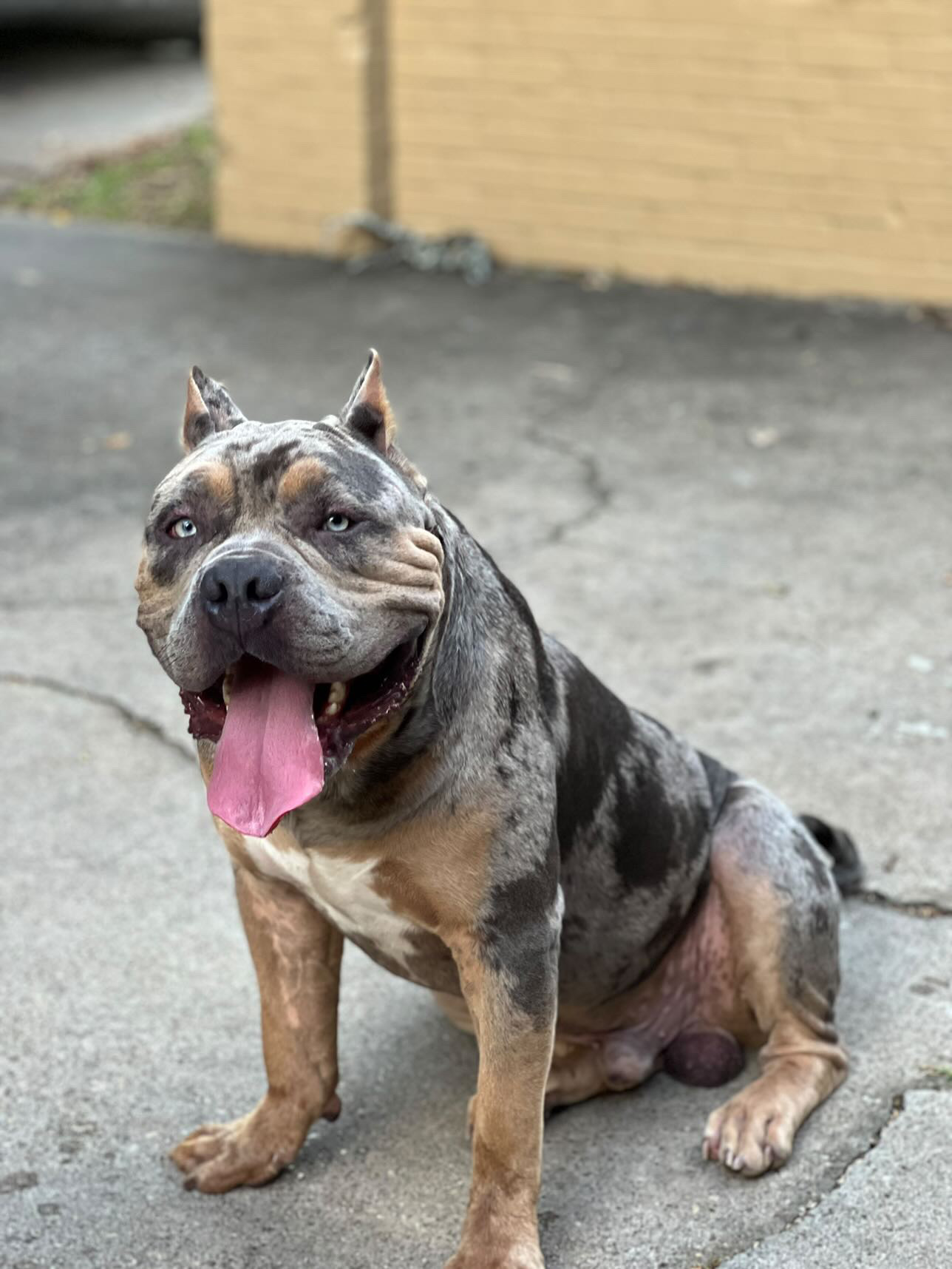 Dog Featured Image