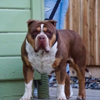 Dog Featured Image