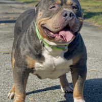 Dog Featured Image