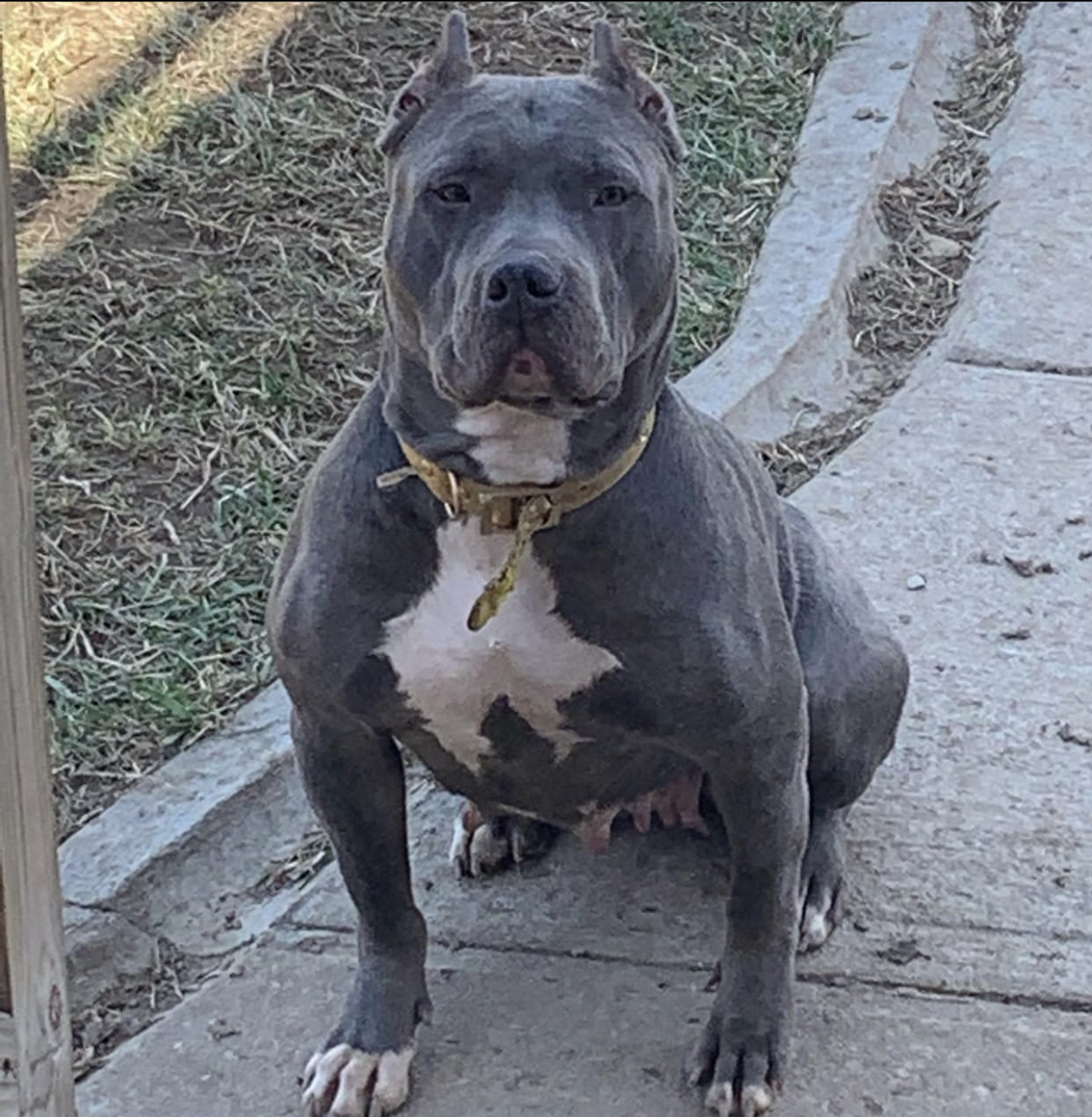 Dog Featured Image