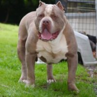 Dog Featured Image