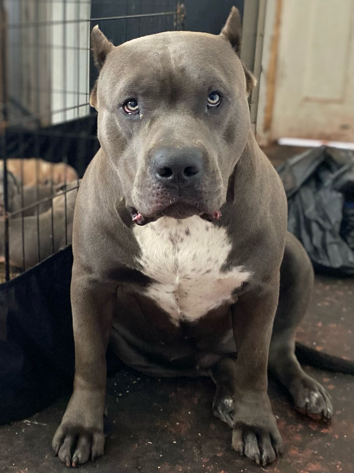 Dog Featured Image