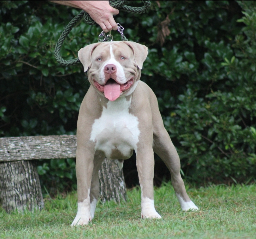 Open for stud Pitpedia