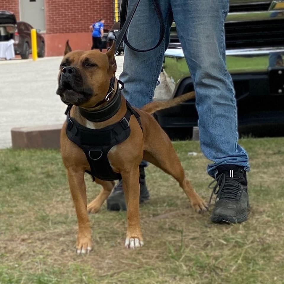 Dog Featured Image