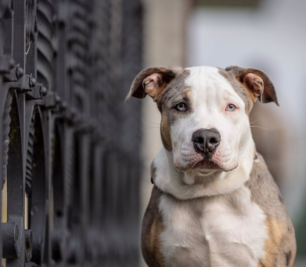 Dog Featured Image