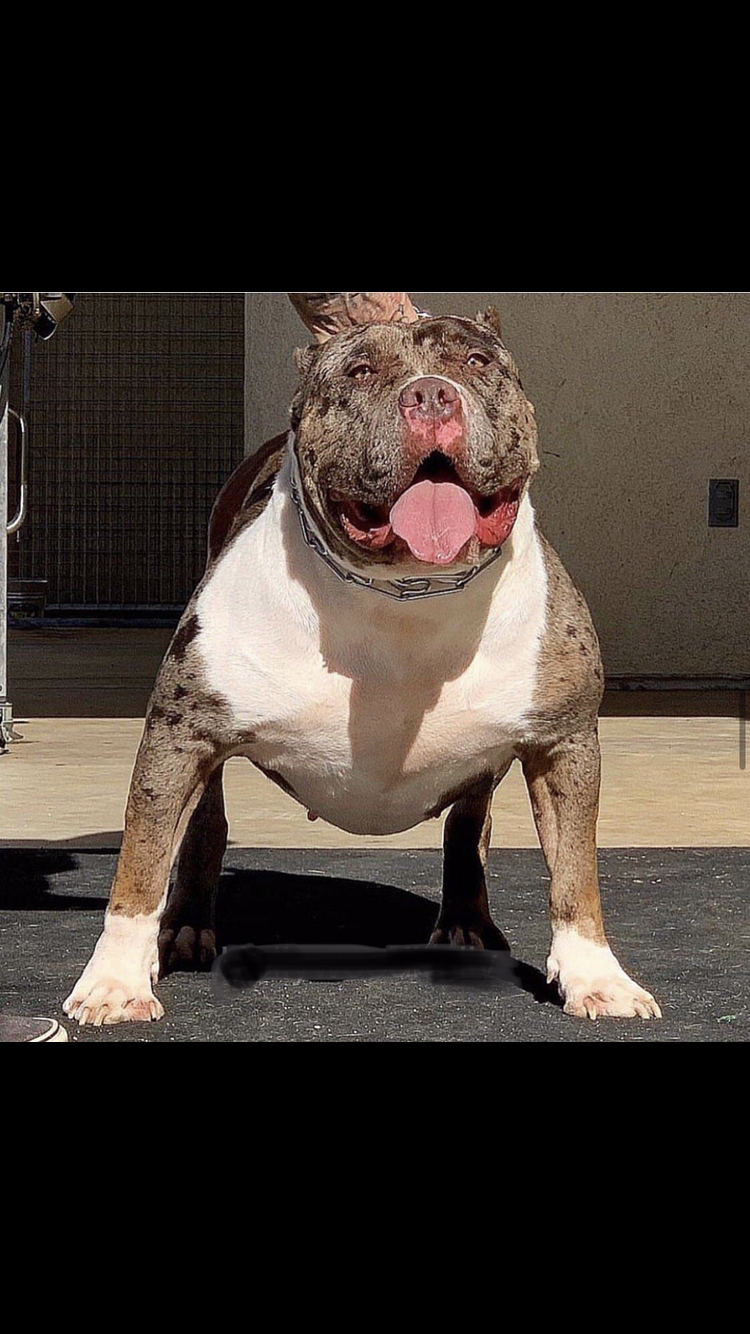 Dog Featured Image