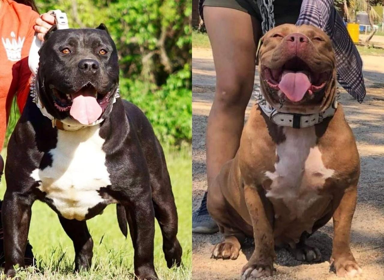 Dog Featured Image