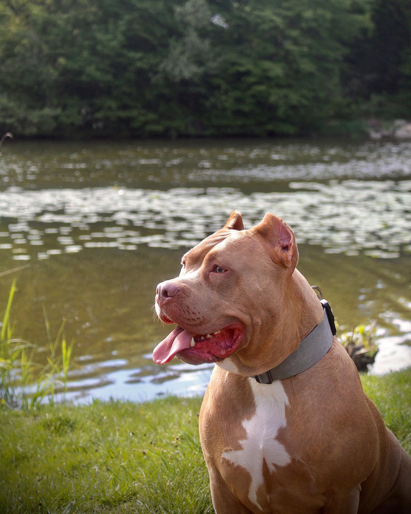 Dog Featured Image