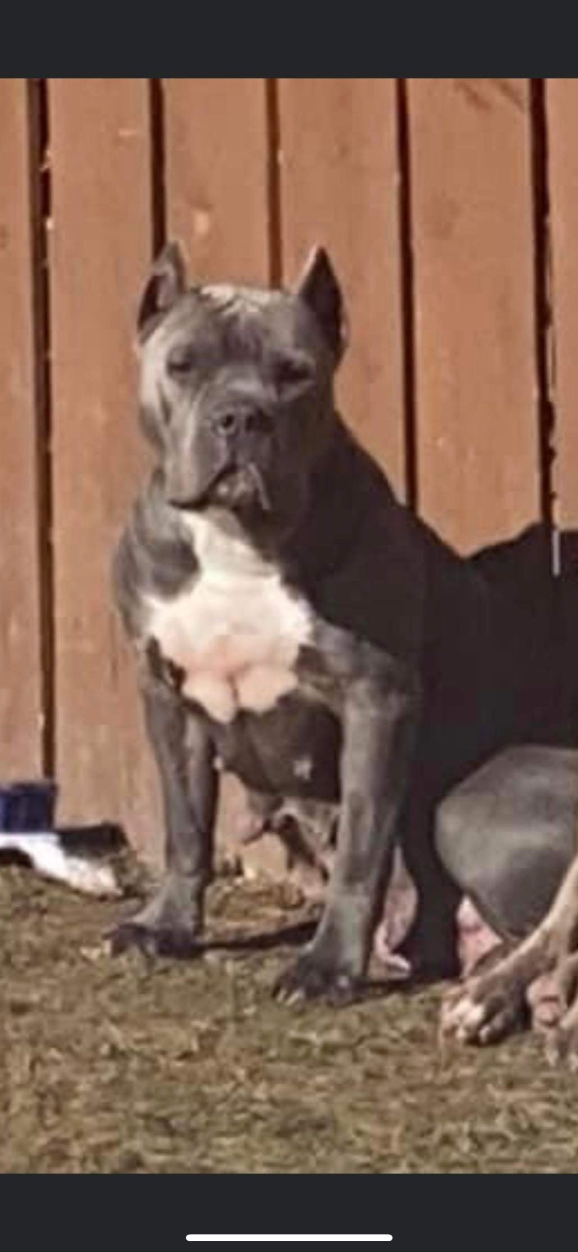 Dog Featured Image