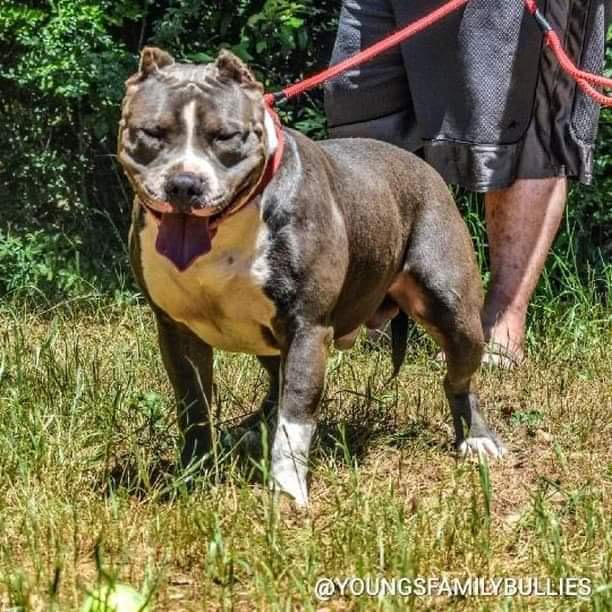 Dog Featured Image