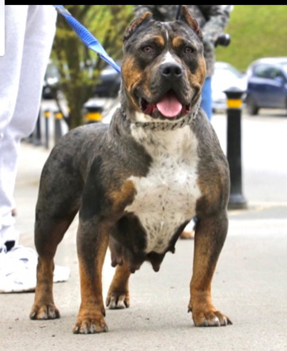Dog Featured Image