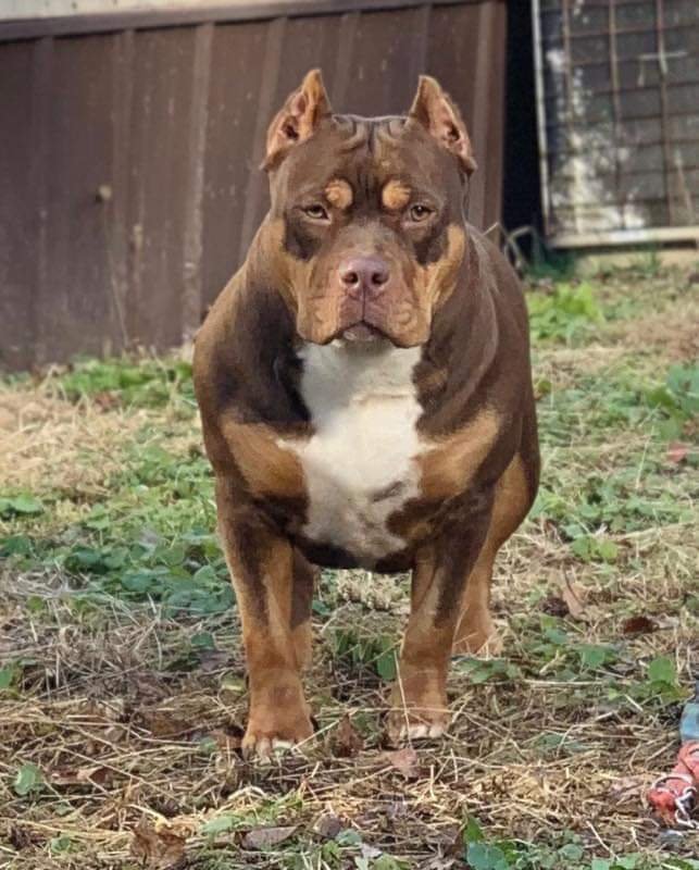 Dog Featured Image