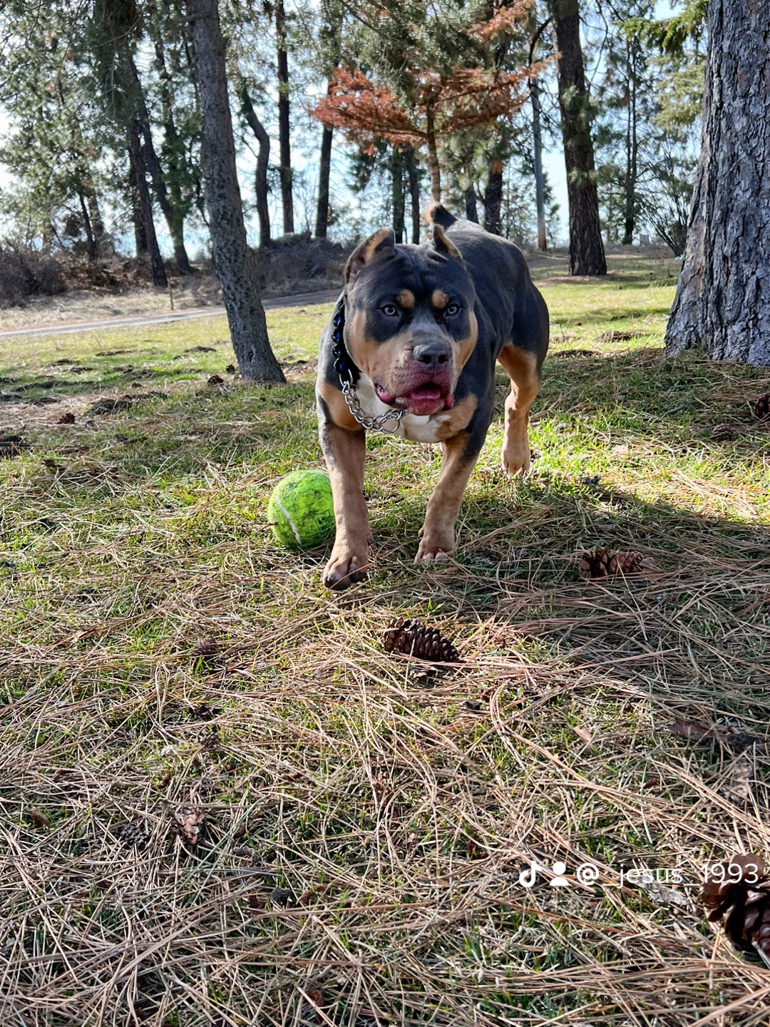 Dog Featured Image
