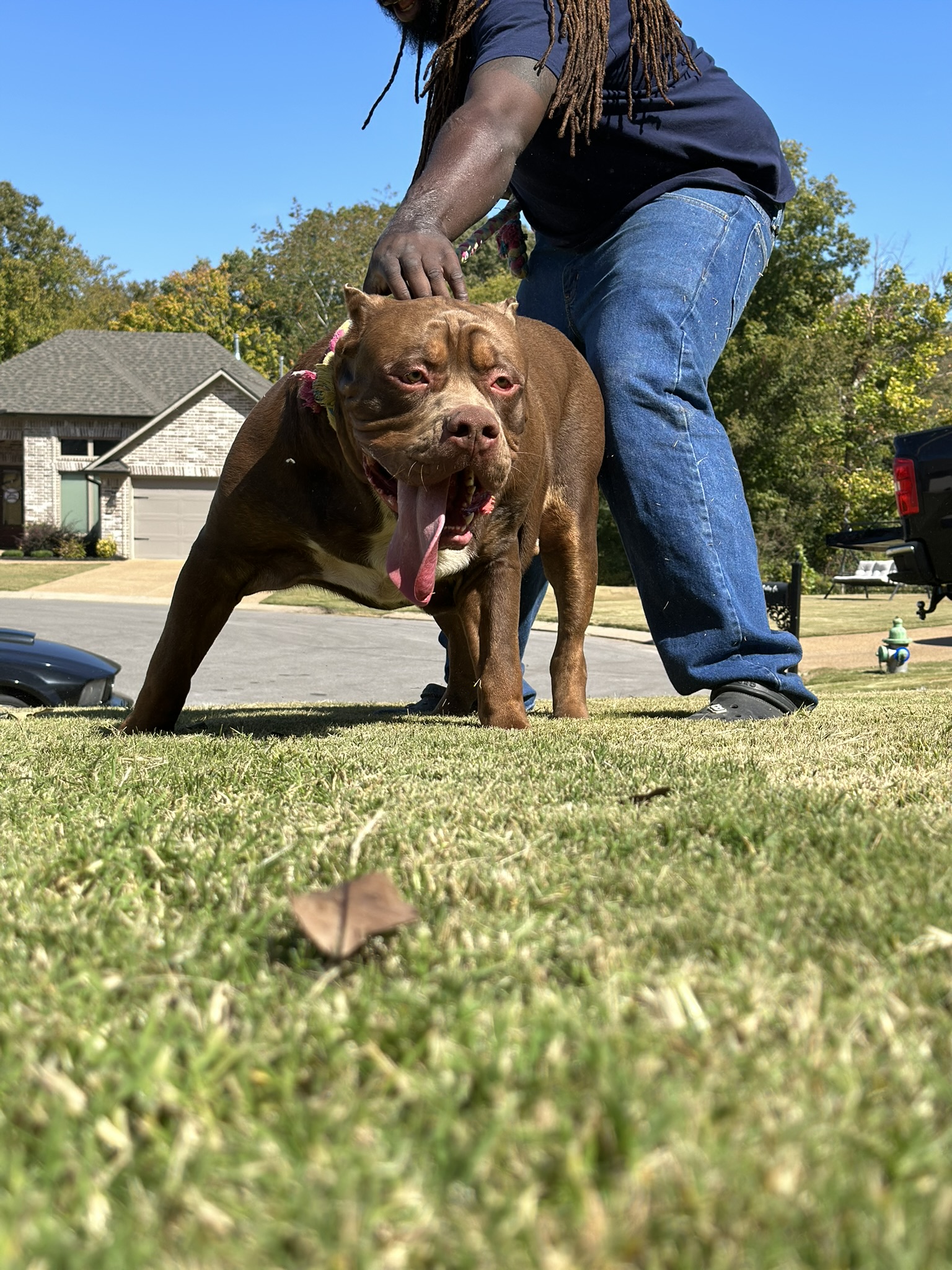 Dog Featured Image