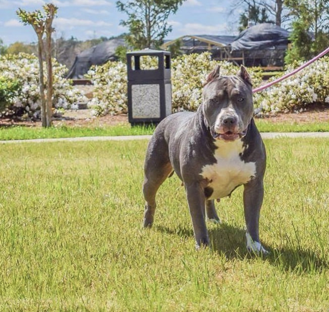Dog Featured Image