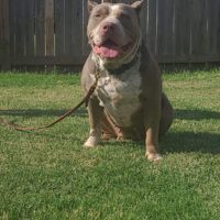 Dog Featured Image