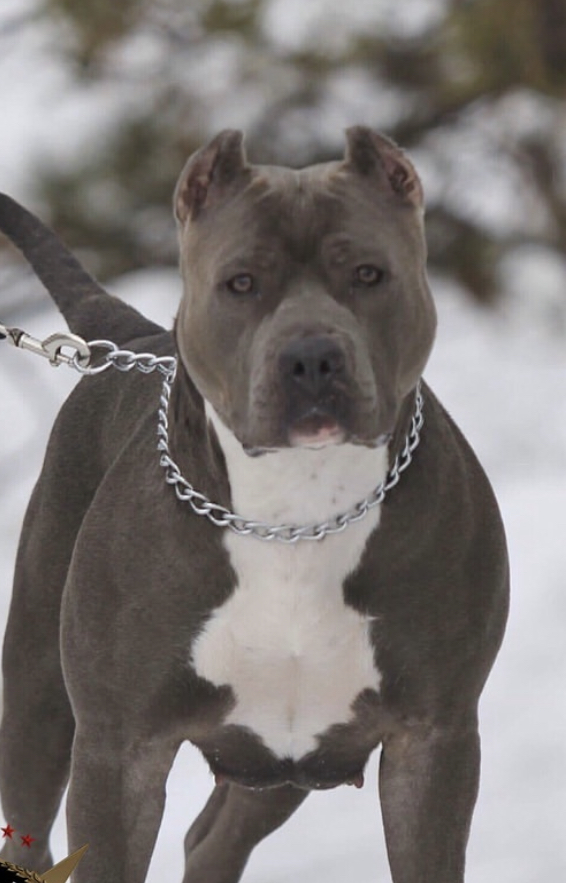 Dog Featured Image