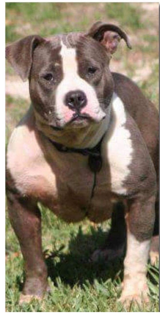 Dog Featured Image