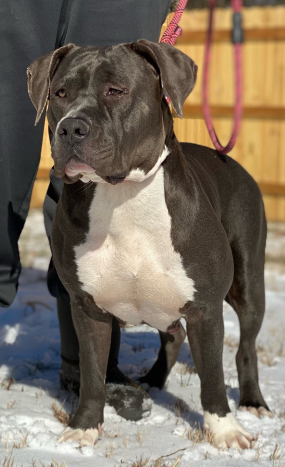 Dog Featured Image