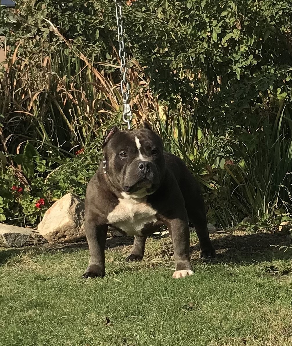 Dog Featured Image