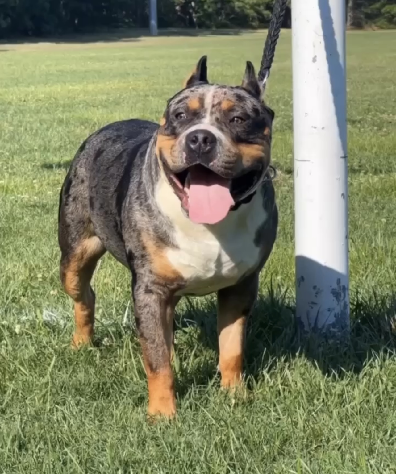 Dog Featured Image