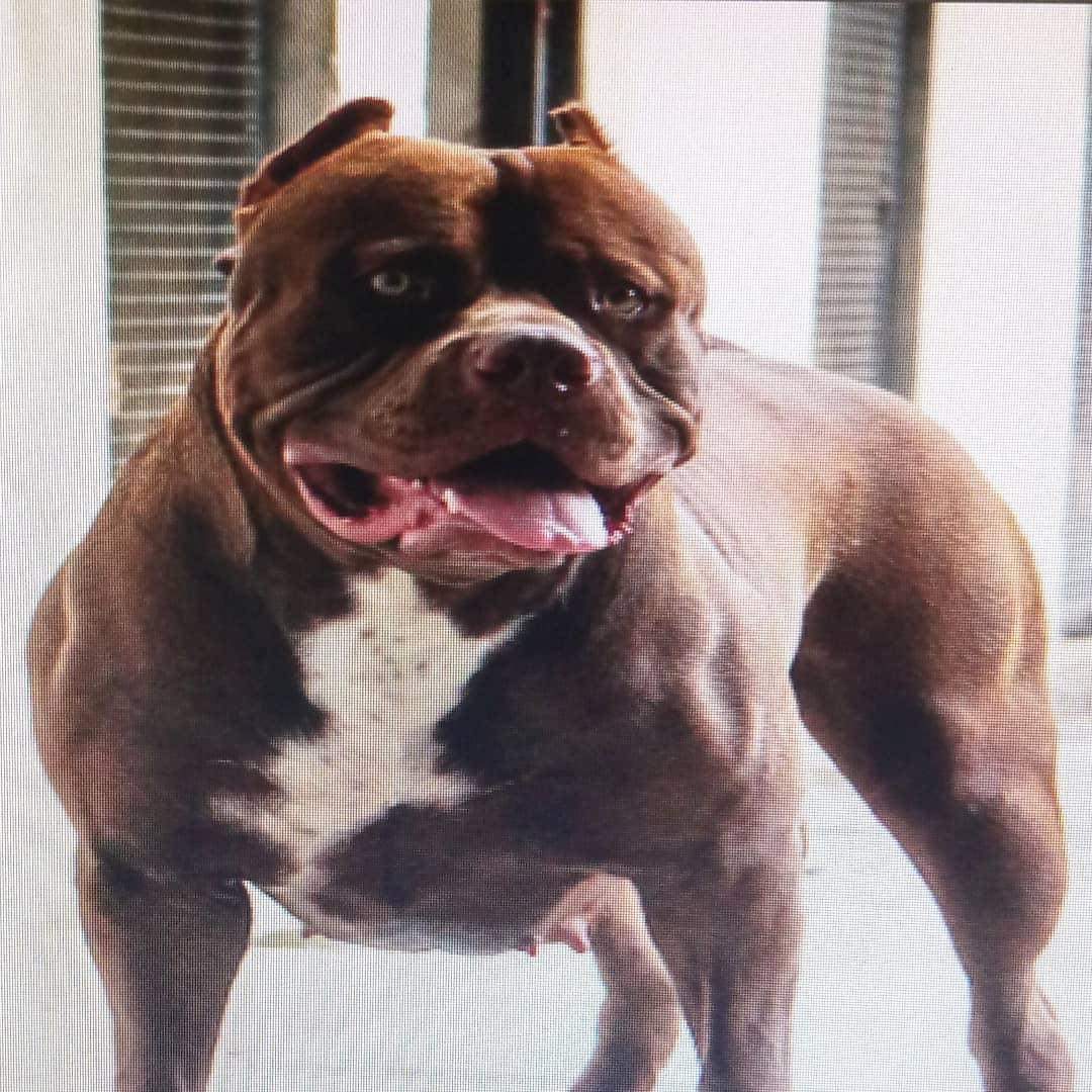 Dog Featured Image