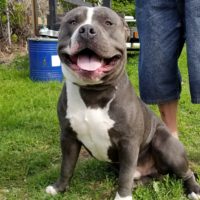 Dog Featured Image