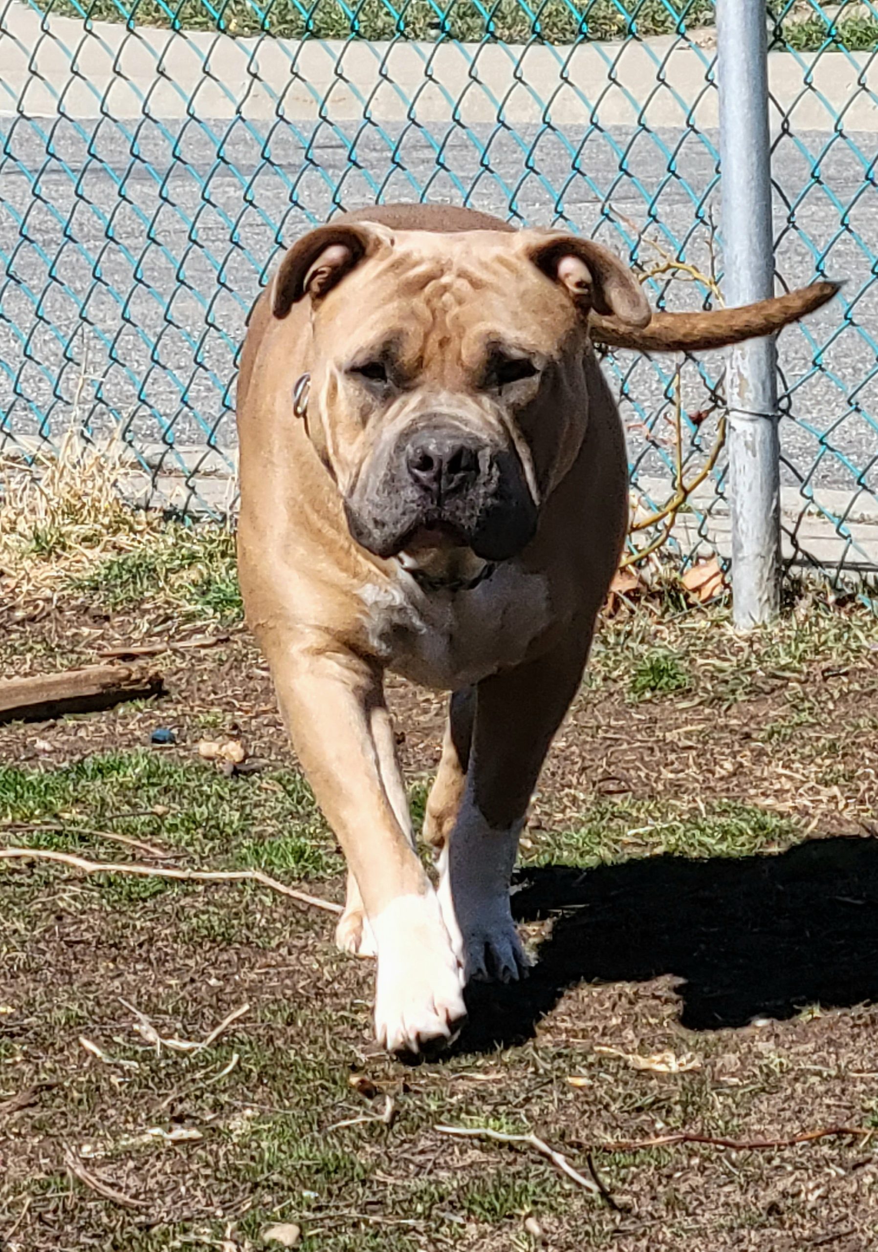 Dog Featured Image