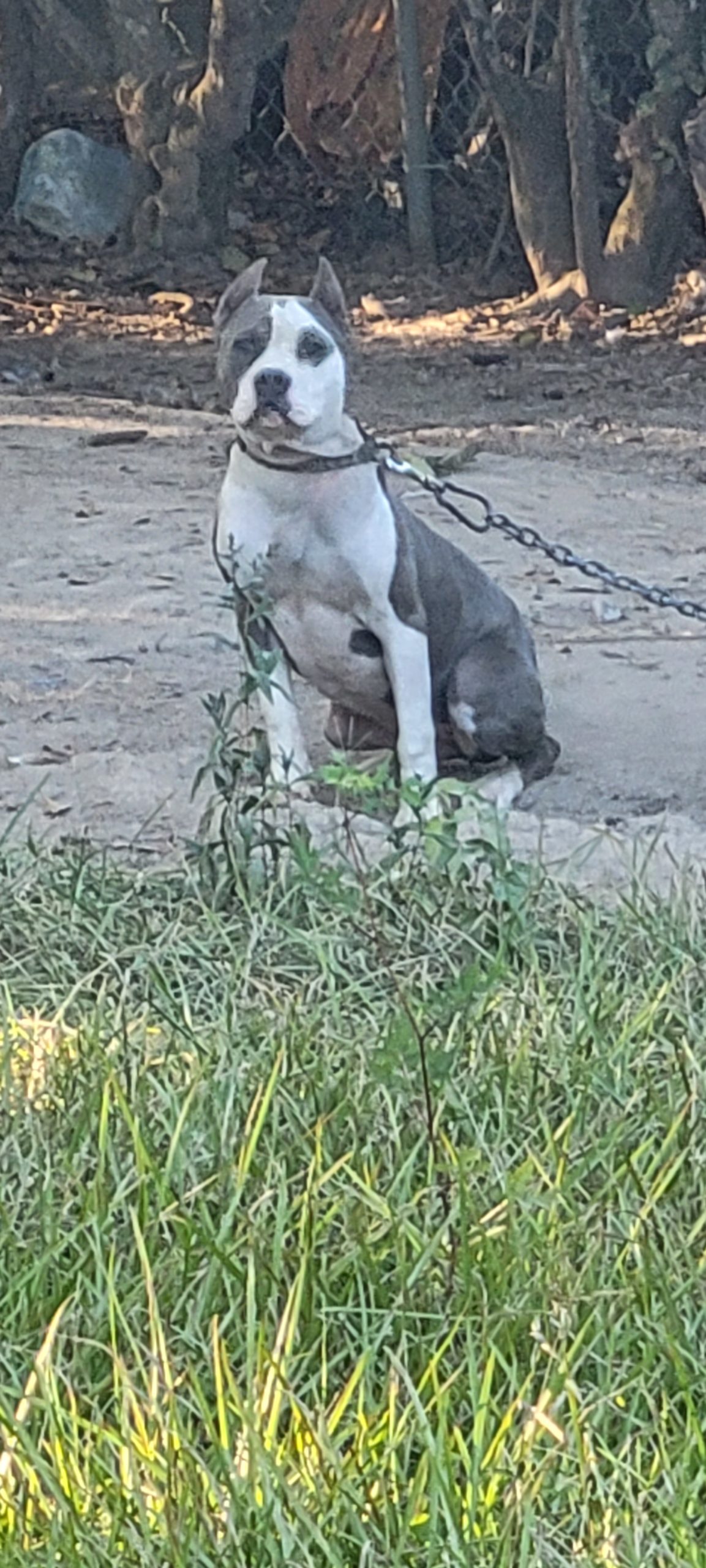 Dog Featured Image