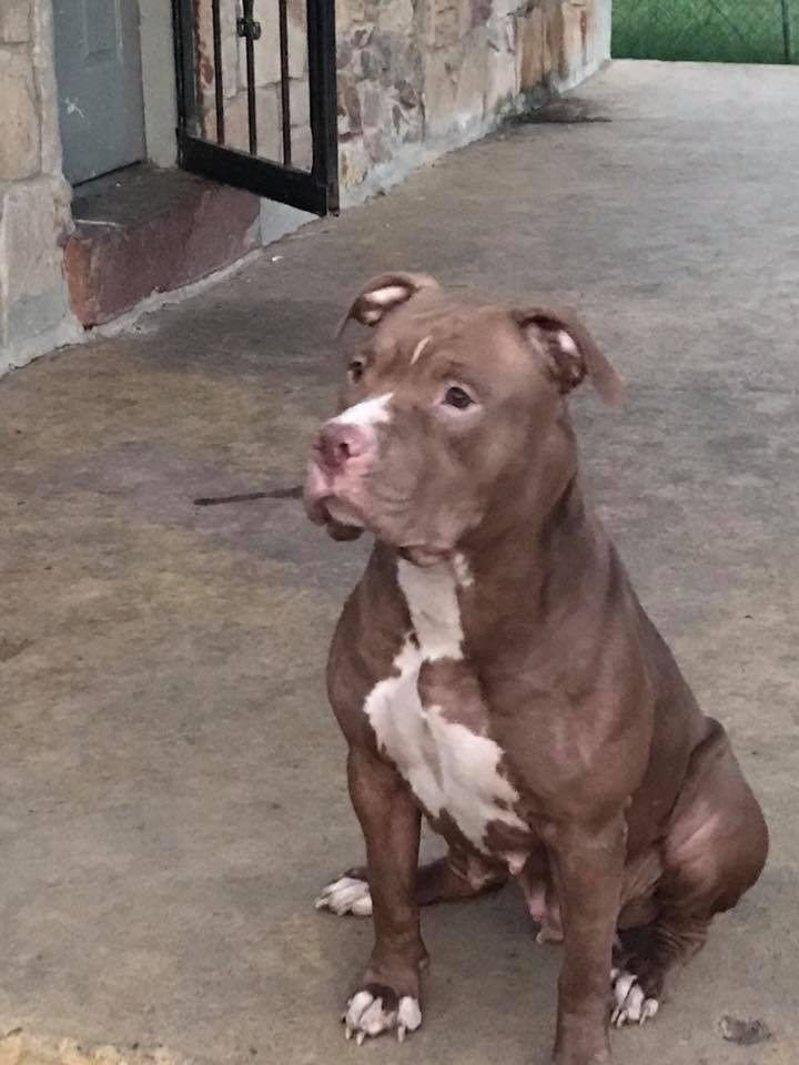 Dog Featured Image