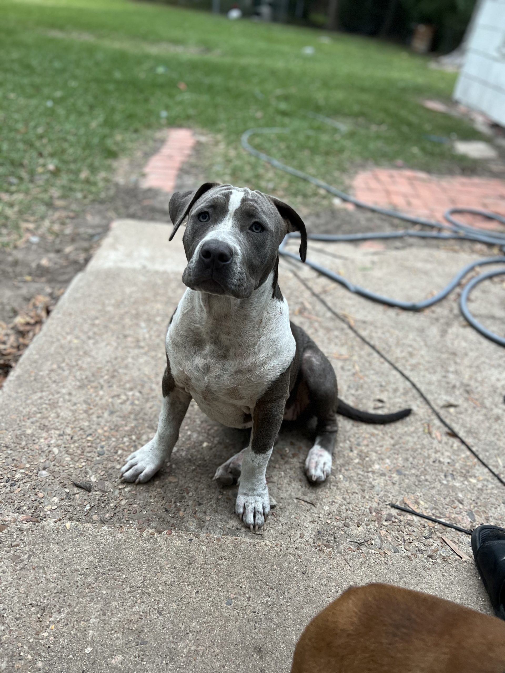 Dog Featured Image