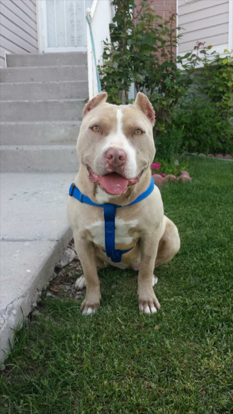 Dog Featured Image