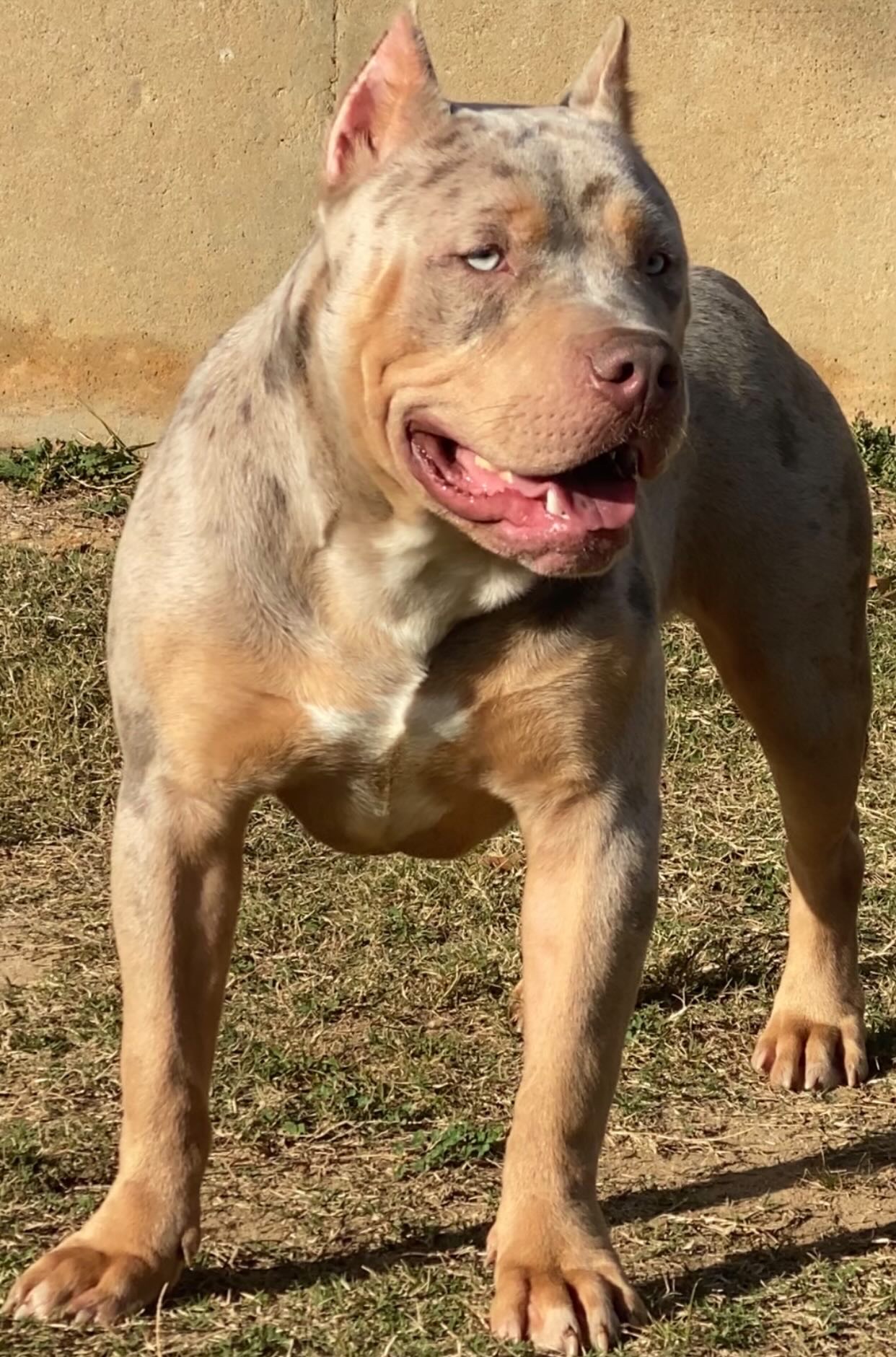 Dog Featured Image