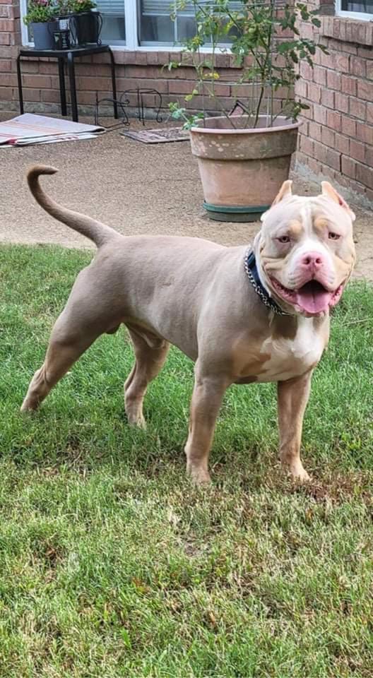 Dog Featured Image