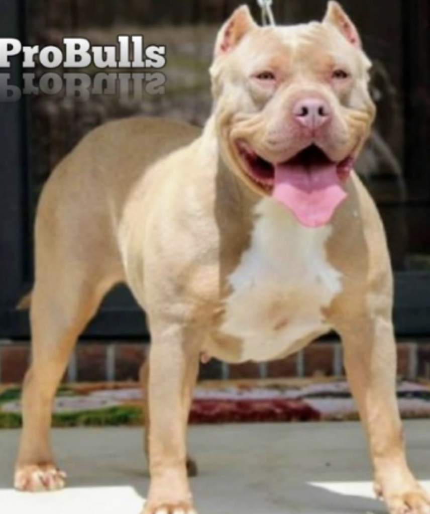 Dog Featured Image